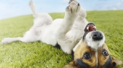 Antichele pentru câini: ce trebuie să cunoașteți proprietarul